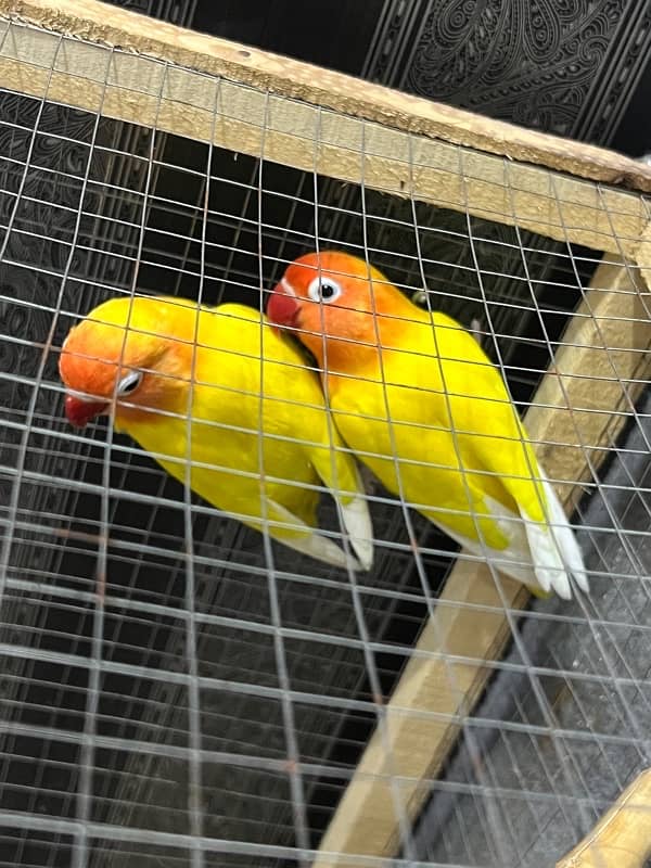 Lovebird letino pair for sale 0