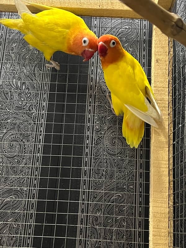 Lovebird letino pair for sale 1