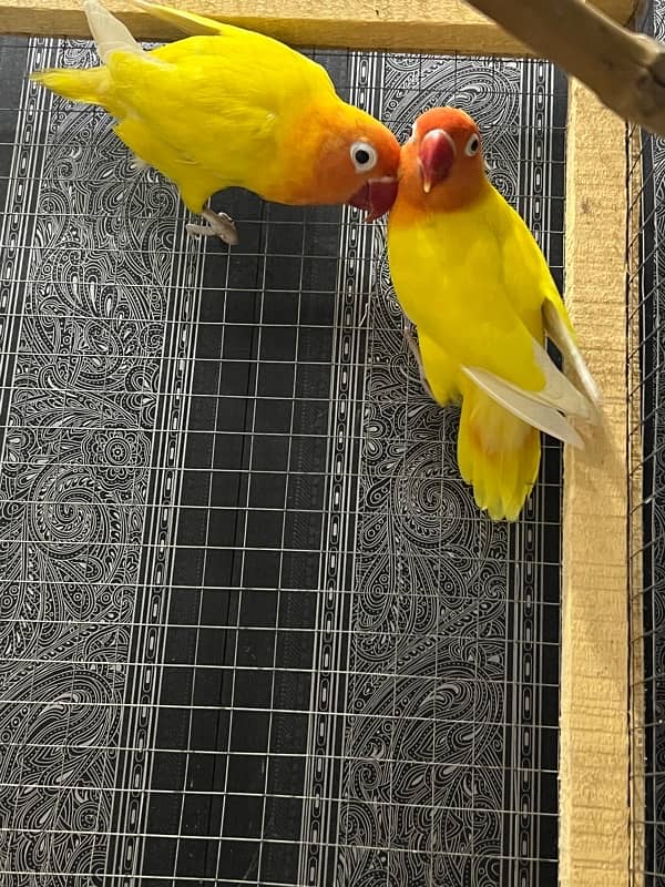 Lovebird letino pair for sale 3