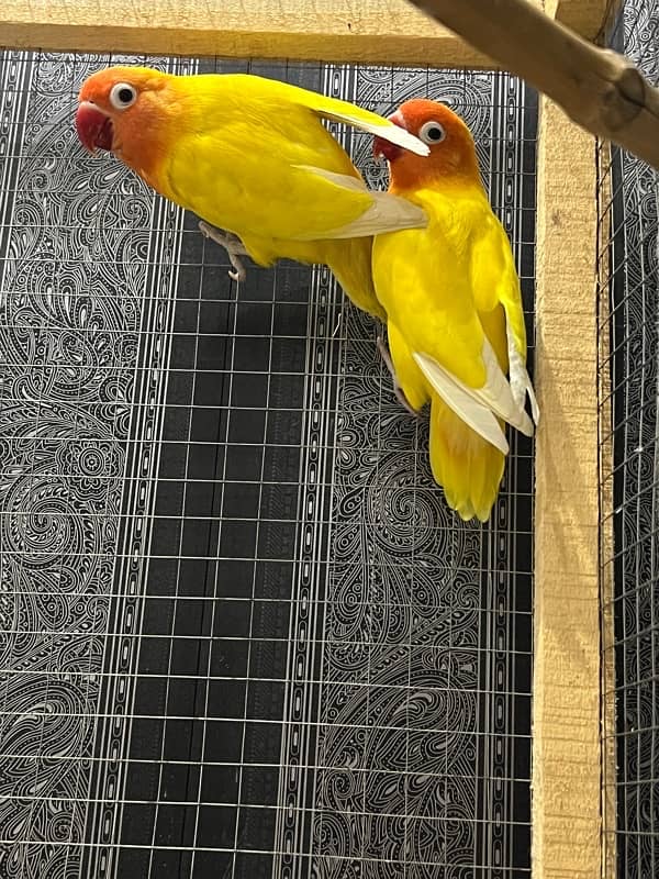 Lovebird letino pair for sale 4