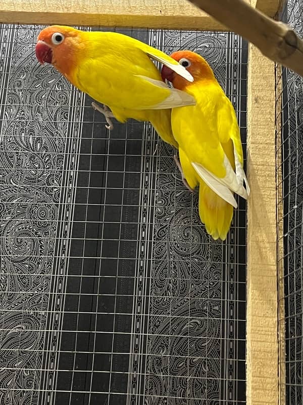 Lovebird letino pair for sale 5