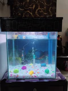 Fish Aquirium with 11 fishes, Heater, imported feed, Gravel, Net ,