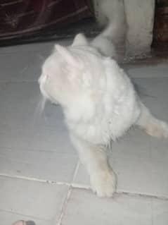 Persian Cat Full Active