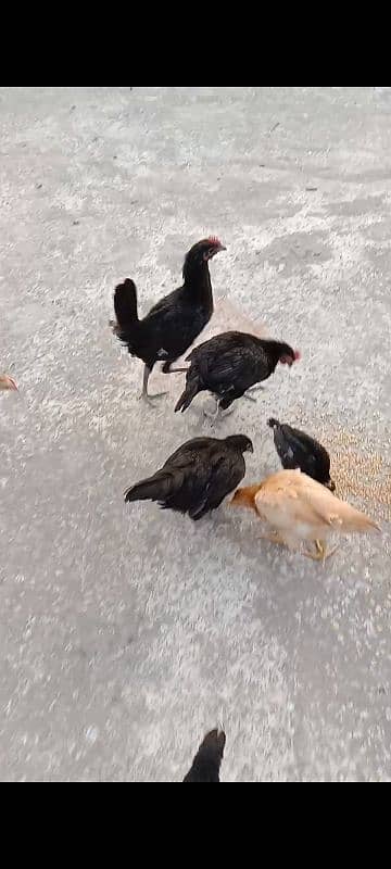 dasi chicks for sale 03155410896 0