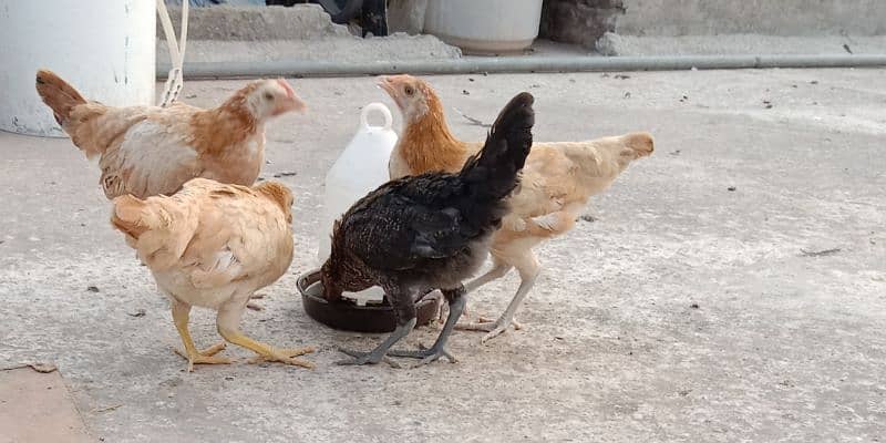 dasi chicks for sale 03155410896 1