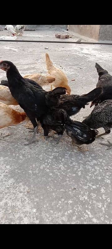 dasi chicks for sale 03155410896 2