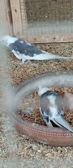 Eno Pied Cockatiel Pullets 2 Pieces Looking For A New Shelter