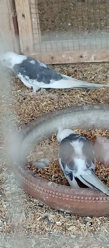 Eno Pied Cockatiel Pullets 2 Pieces Looking For A New Shelter 0