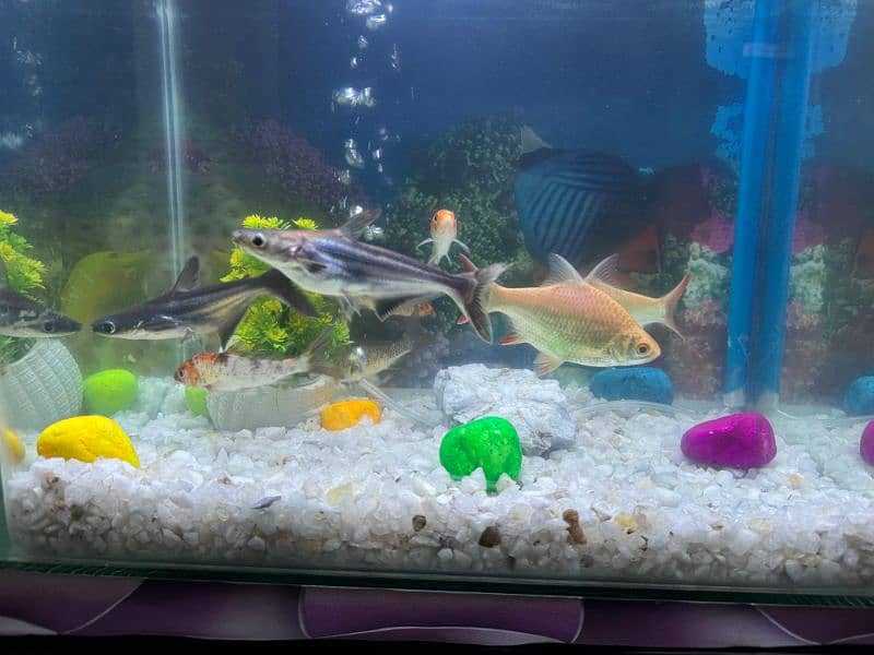 Fish Aquirium with 11 fishes, Heater, imported feed, Gravel, Net , 7