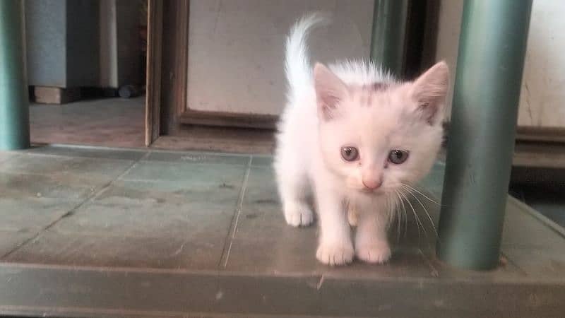 persion cat baby's available reasonable price 1