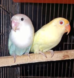 Love Bird Breeder pair Cremino x Blue Pastelino