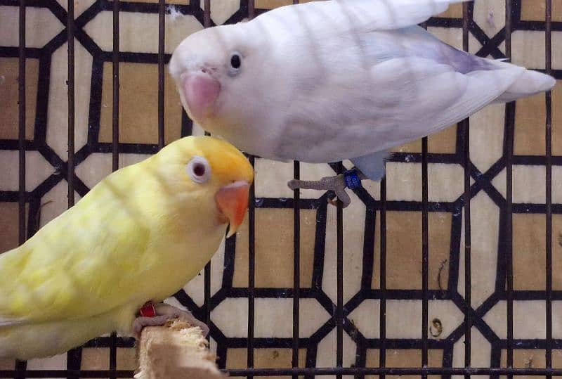 Love Bird Breeder pair Cremino x Blue Pastelino 2