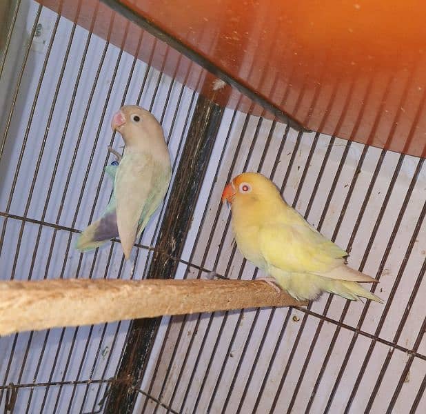 Love Bird Breeder pair Cremino x Blue Pastelino 3