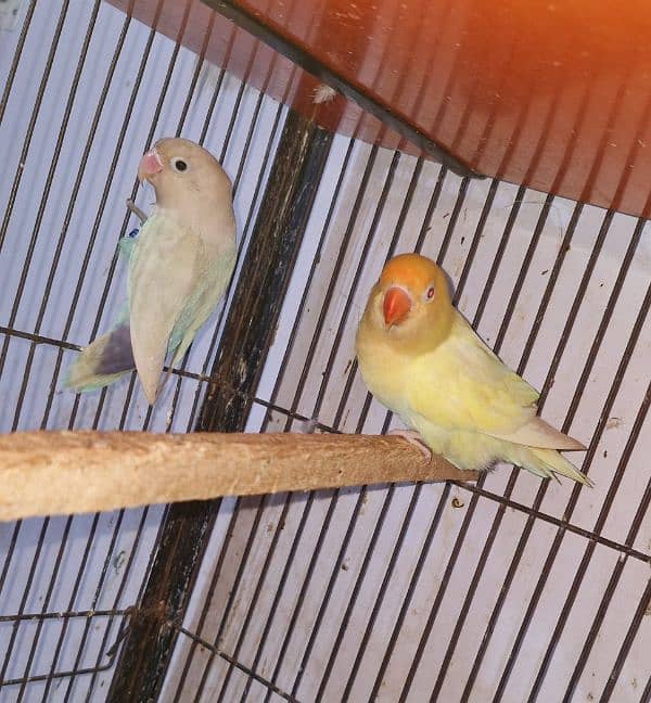 Love Bird Breeder pair Cremino x Blue Pastelino 4