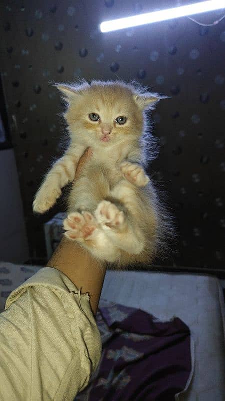 cutie kittens 8