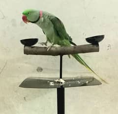 pahari  parrot stend