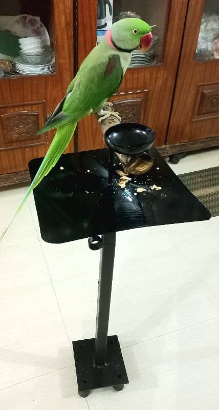 pahari  parrot stend 1