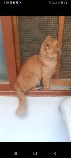 persian 2 cats male and female selling