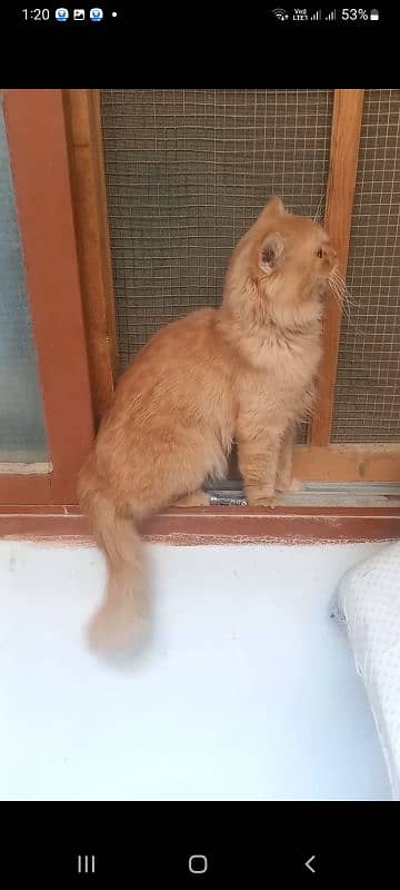 persian 2 cats male and female selling 0