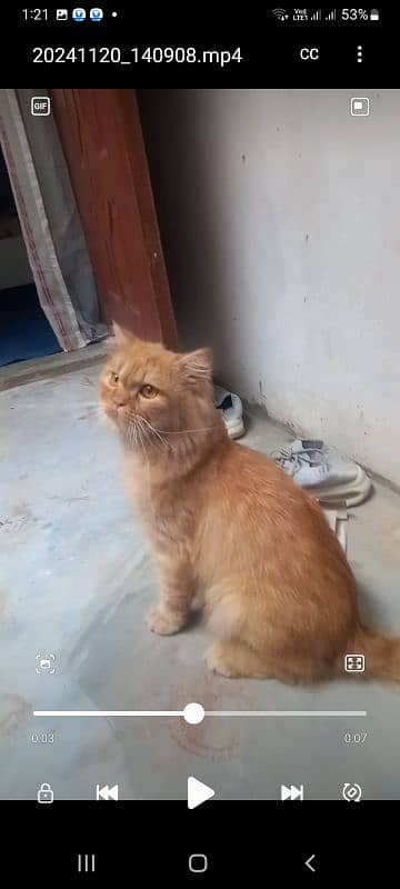 persian 2 cats male and female selling 2