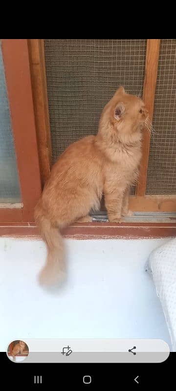 persian 2 cats male and female selling 4