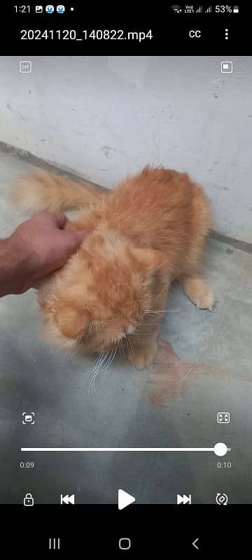 persian 2 cats male and female selling 5