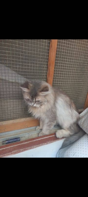 persian 2 cats male and female selling 6