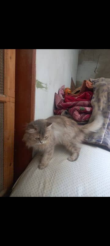 persian 2 cats male and female selling 8