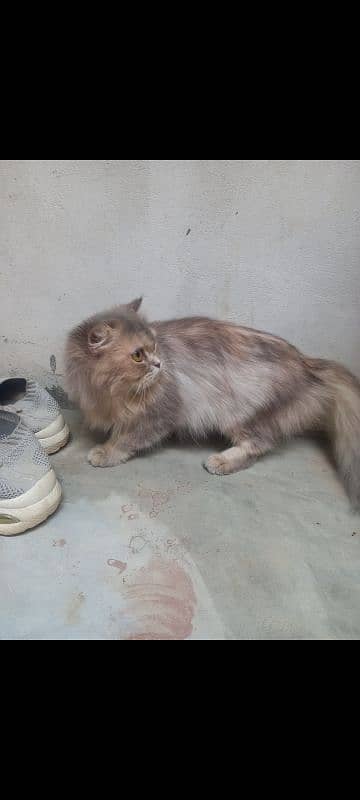 persian 2 cats male and female selling 9