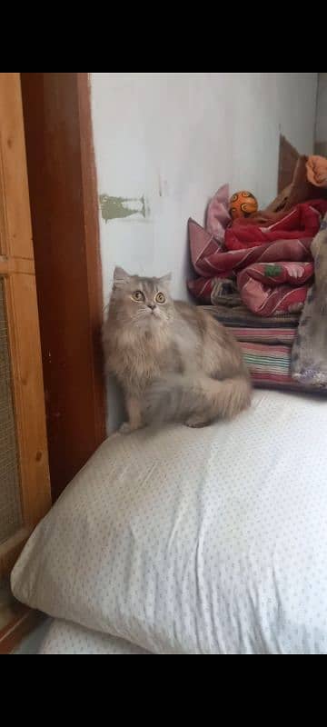 persian 2 cats male and female selling 10