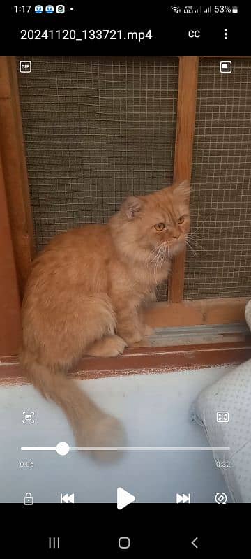 persian 2 cats male and female selling 11