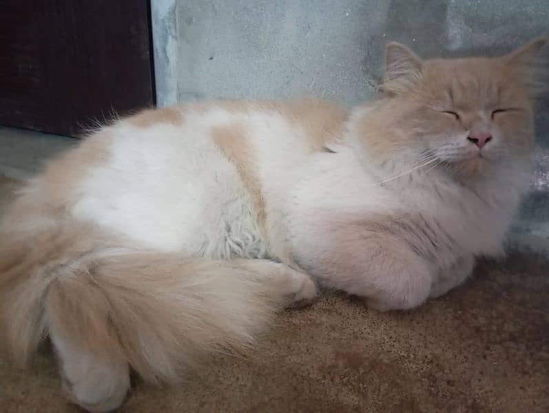 Persian cat 0/3/2/4/4/3/5/5/0/1/0 0