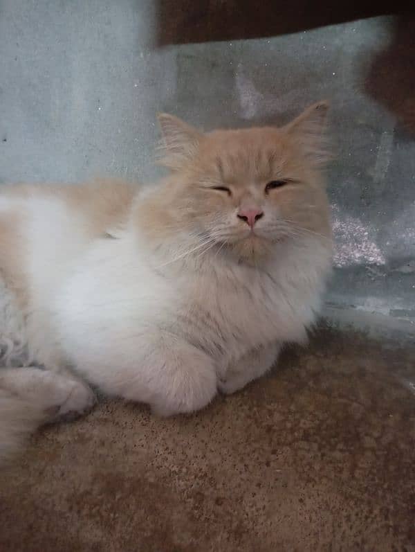 Persian cat 0/3/2/4/4/3/5/5/0/1/0 1