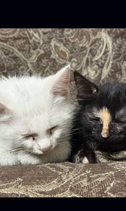 Persian Kittens of Age 2 months 1