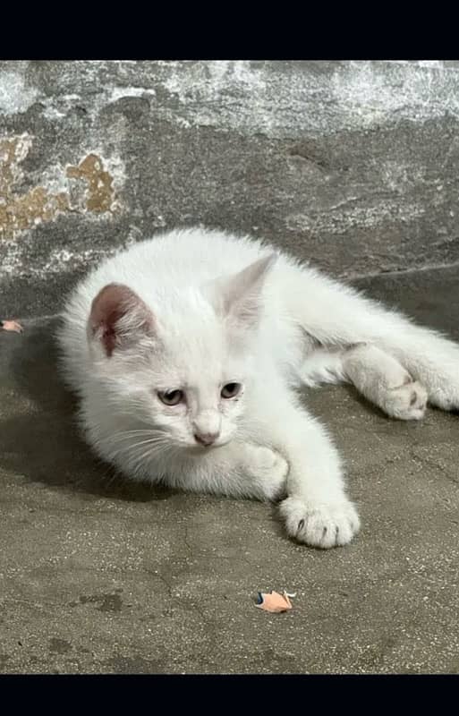 Persian Kittens of Age 2 months 2