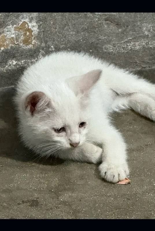 Persian Kittens of Age 2 months 4