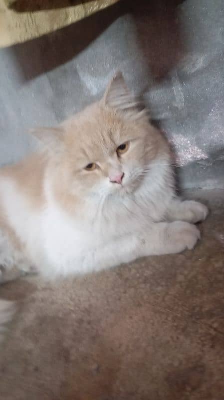 Persian cat 0/3/2/4/4/3/5/5/0/1/0 3