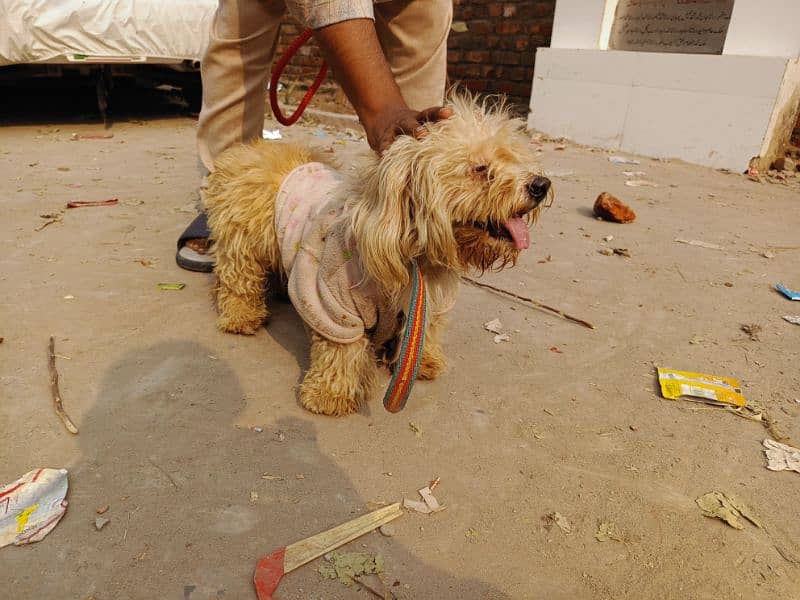 poodle male breader family friendly 3