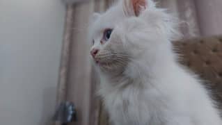 Persian Male Kitten