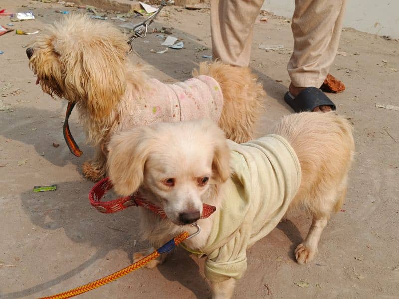 poodle male and Maltees Russian female breader 0