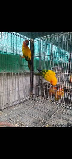 sun conure breeder pair