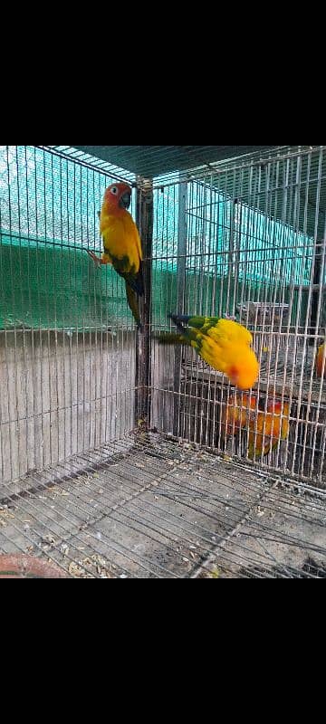 sun conure breeder pair 0