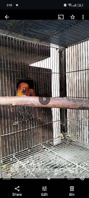 sun conure breeder pair 1