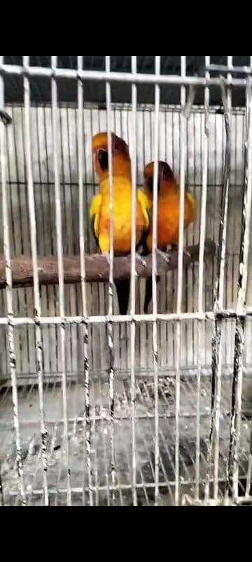 sun conure breeder pair 2