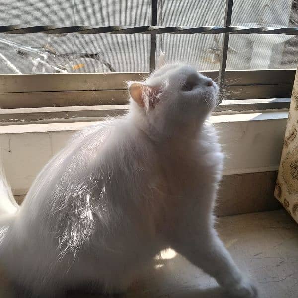 Persian cat with her litter box ,litter and food 0