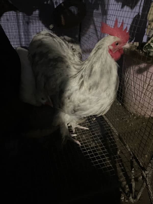 bantam for sale urgent 0