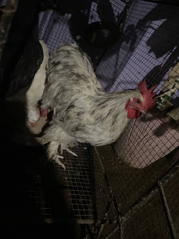 bantam for sale urgent 1