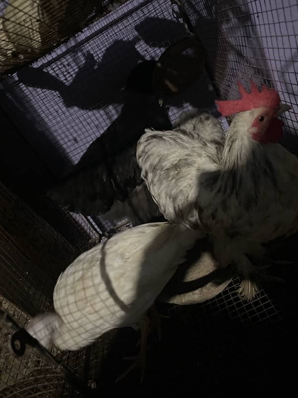 bantam for sale urgent 2