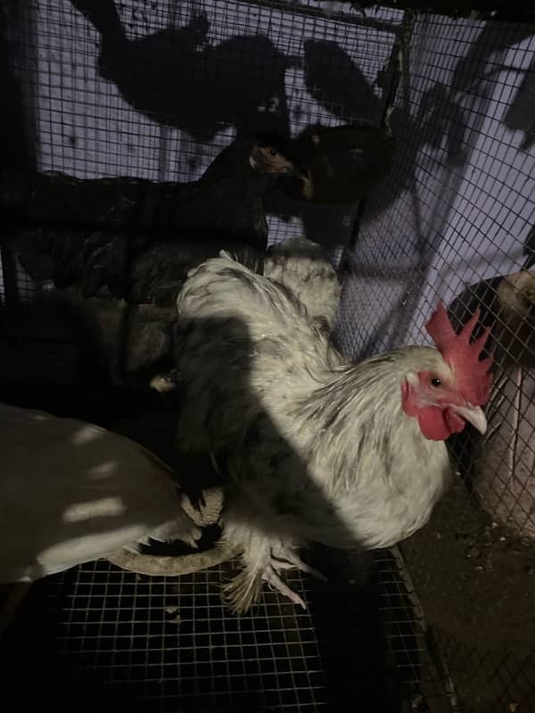 bantam for sale urgent 3