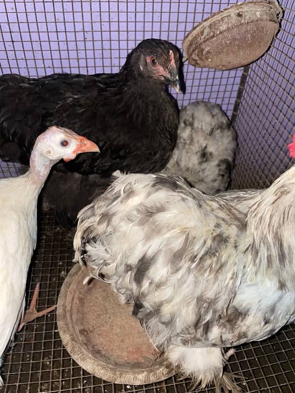 bantam for sale urgent 4